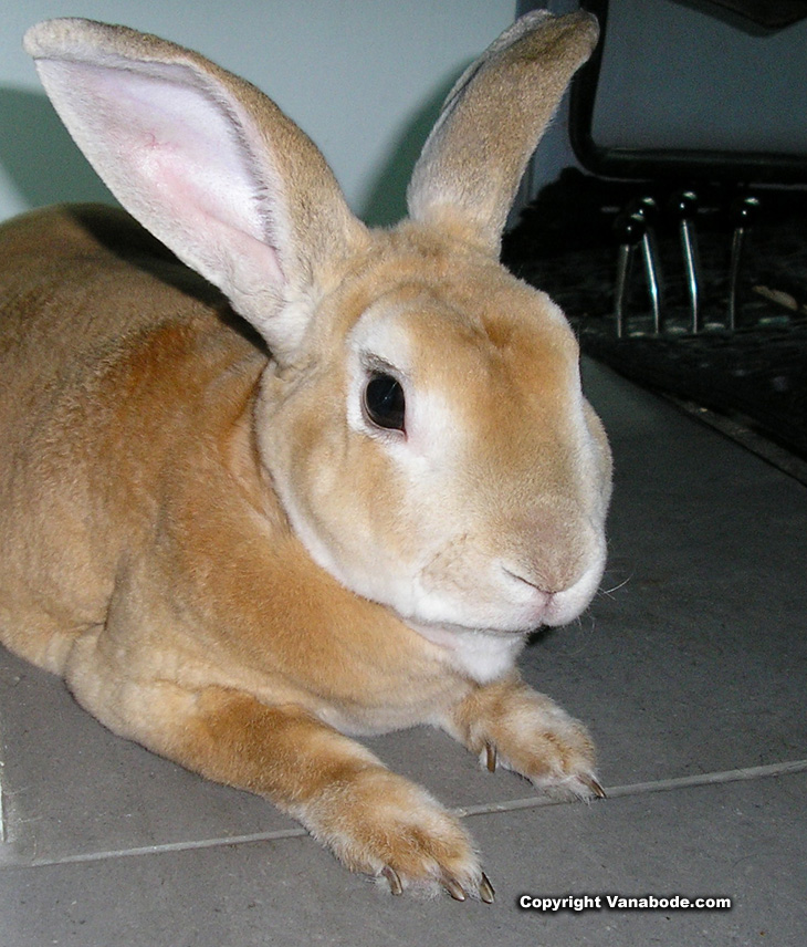 Picture of Mini Rex rabbit
