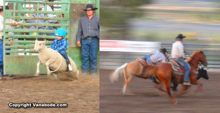 cascade idaho valley county rodeo mutton buster and horse roping
