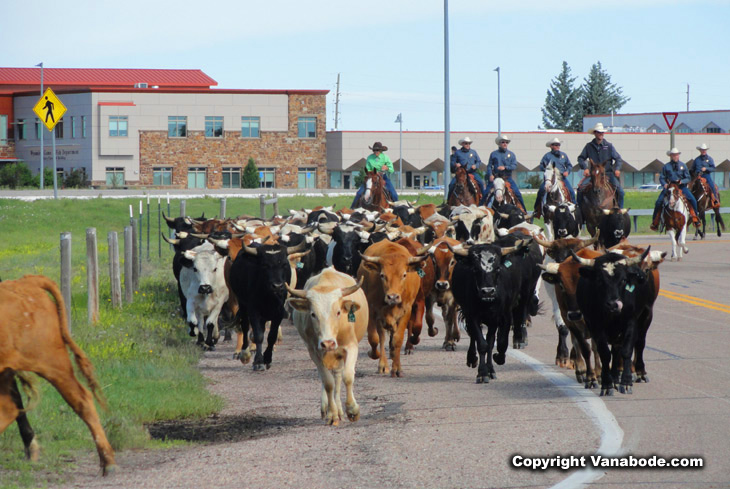 cattle stampede in Wyoming's Cheyenne city