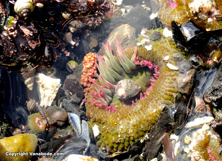 washington tide pool shells anemone picture