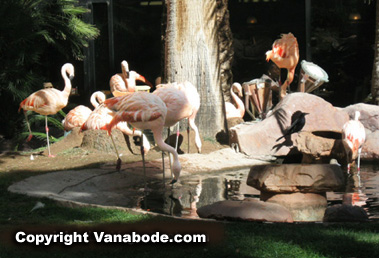 Picture of Chilean Flamingos at the Wildlife Habitat
