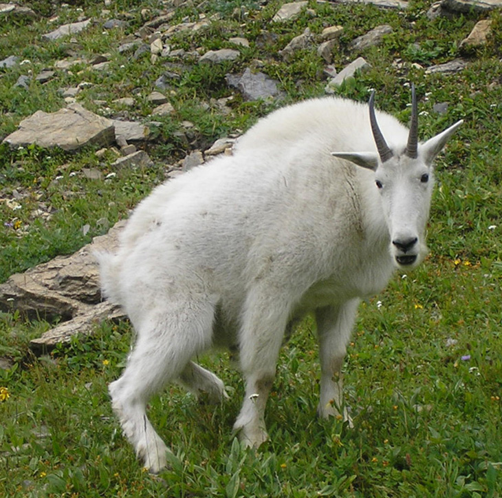 glacier national park mountain goat pee picture