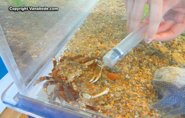 hand feeding a crab at teh aquarium