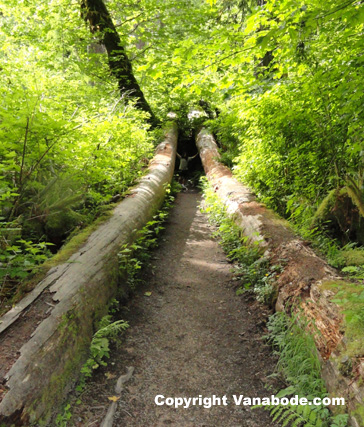 picture of spruce trail in hoh at olympic national park