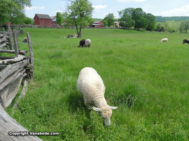 howell living history farm sheep fields