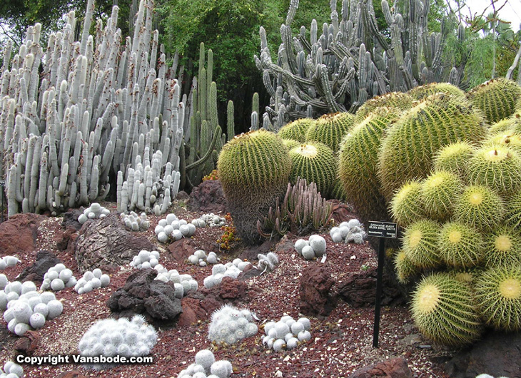 picture of huntington gardens barrel cactus and silver torch