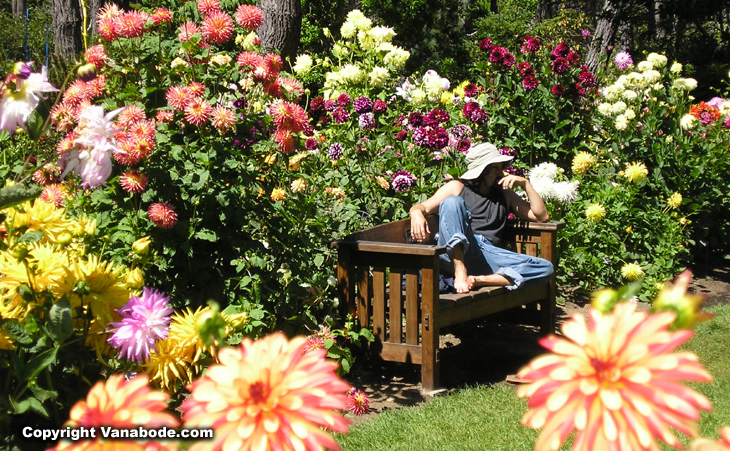 picture of jason on bench amongst dahlias in california