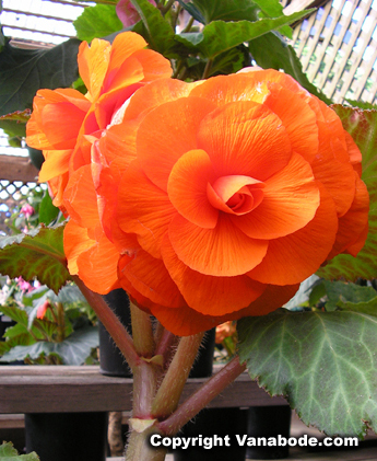 picture of begonia in bloom at mendocino gardens