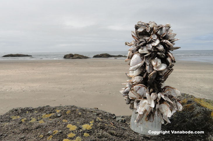 picture of barnacles taking over a water bottle on olympic coast