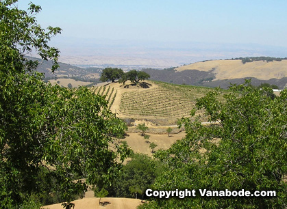 Picture of Paso Robles vineyards in California