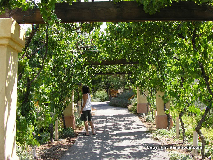 picture of grape vine walkway in paso robles california