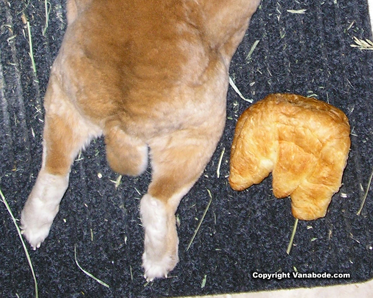 picture of rabbit and croissant