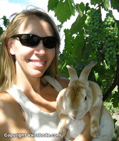 Kelly and Bugsy posing under the summer grape harvest in a winery in Paso Robles California