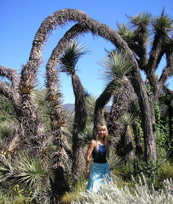 picture of yuccas at rancho santa ana botanic gardens california