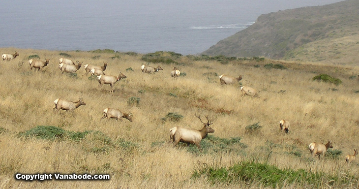 Tule Elk Reserve at Point Reyes picture
