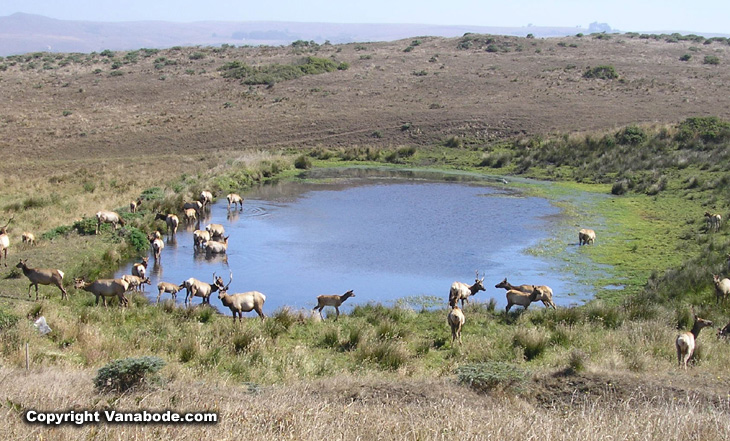 Tule Elk at watering hole on Tomales Point hike picture