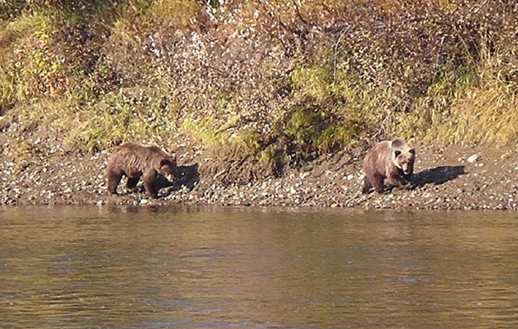 Picture shows two grizzly bears in Alaska