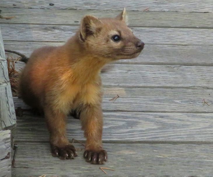 yellowstone-rare-red-mink
