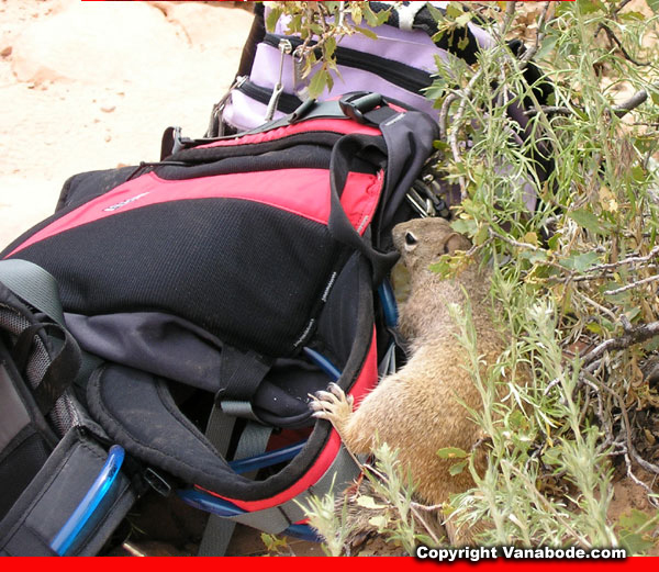 zion squirrel on backpack picture